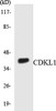 CDKL1 Colorimetric Cell-Based ELISA