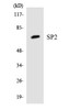 Epigenetics and Nuclear Signaling SP2 Colorimetric Cell-Based ELISA