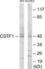 Epigenetics and Nuclear Signaling CSTF1 Colorimetric Cell-Based ELISA