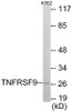 TNFRSF9 Colorimetric Cell-Based ELISA
