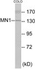Epigenetics and Nuclear Signaling MN1 Colorimetric Cell-Based ELISA