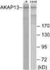 AKAP13 Colorimetric Cell-Based ELISA