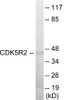 CDK5R2 Colorimetric Cell-Based ELISA