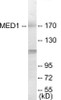 Epigenetics and Nuclear Signaling MED1 Colorimetric Cell-Based ELISA