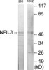 Cell Biology NFIL-3 Colorimetric Cell-Based ELISA