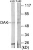 DAK Colorimetric Cell-Based ELISA