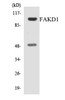 FAKD1 Colorimetric Cell-Based ELISA