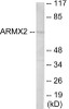 ARMCX2 Colorimetric Cell-Based ELISA