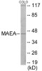 Cell Cycle ELISA Kits MAEA Colorimetric Cell-Based ELISA