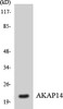 AKAP14 Colorimetric Cell-Based ELISA