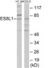 ES8L1 Colorimetric Cell-Based ELISA