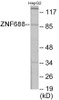 Epigenetics and Nuclear Signaling ZNF785 Colorimetric Cell-Based ELISA