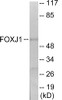 Cell Biology FOXJ1 Colorimetric Cell-Based ELISA