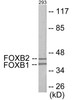 Epigenetics and Nuclear Signaling FOXB1/2 Colorimetric Cell-Based ELISA