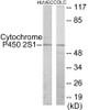 Metabolism Cytochrome P450 2S1 Colorimetric Cell-Based ELISA