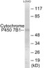 Metabolism Cytochrome P450 7B1 Colorimetric Cell-Based ELISA