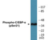 C/EBP-alpha Phospho-Ser21 Colorimetric Cell-Based ELISA Kit