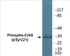 CrkII Phospho-Tyr221 Colorimetric Cell-Based ELISA Kit