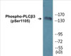 PLCbeta3 Phospho-Ser1105 Colorimetric Cell-Based ELISA Kit