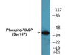 VASP Phospho-Ser157 Colorimetric Cell-Based ELISA Kit