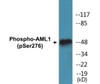 AML1 Phospho-Ser276 Colorimetric Cell-Based ELISA Kit