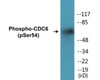 CDC6 Phospho-Ser54 Colorimetric Cell-Based ELISA Kit