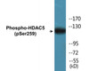Histone H3 Phospho-Ser28 Colorimetric Cell-Based ELISA Kit