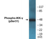 IKK-gamma Phospho-Ser31 Colorimetric Cell-Based ELISA Kit