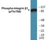 Integrin beta1 Phospho-Thr788 Colorimetric Cell-Based ELISA Kit