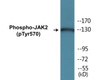 JAK2 Phospho-Tyr570 Colorimetric Cell-Based ELISA Kit
