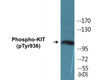 KIT Phospho-Tyr936 Colorimetric Cell-Based ELISA Kit