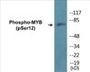 MYB Phospho-Ser12 Colorimetric Cell-Based ELISA Kit