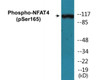 NFAT4 Phospho-Ser165 Colorimetric Cell-Based ELISA Kit