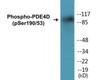 PDE4D Phospho-Ser190/53 Colorimetric Cell-Based ELISA Kit