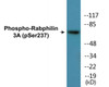 Rabphilin 3A Phospho-Ser237 Colorimetric Cell-Based ELISA Kit