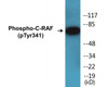 C-RAF Phospho-Tyr341 Colorimetric Cell-Based ELISA Kit