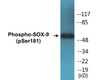 SOX-9 Phospho-Ser181 Colorimetric Cell-Based ELISA Kit