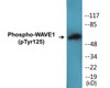 WAVE1 Phospho-Tyr125 Colorimetric Cell-Based ELISA Kit