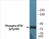 ETK Phospho-Tyr40 Colorimetric Cell-Based ELISA Kit