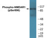 NMDAR1 Phospho-Ser896 Colorimetric Cell-Based ELISA Kit