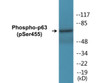 p63 Phospho-Ser455 Colorimetric Cell-Based ELISA Kit