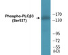 PLCbeta3 Phospho-Ser537 Colorimetric Cell-Based ELISA Kit