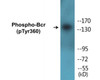Bcr Phospho-Tyr360 Colorimetric Cell-Based ELISA Kit