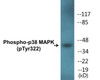 p38 MAPK Phospho-Tyr322 Colorimetric Cell-Based ELISA Kit