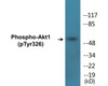 Akt1 Phospho-Tyr326 Colorimetric Cell-Based ELISA Kit