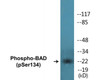 BAD Phospho-Ser134 Colorimetric Cell-Based ELISA Kit