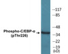 C/EBP-alpha Phospho-Thr226 Colorimetric Cell-Based ELISA Kit