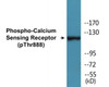 Calcium Sensing Receptor Phospho-Thr888 Colorimetric Cell-Based ELISA Kit