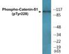 Catenin-delta1 Phospho-Tyr228 Colorimetric Cell-Based ELISA Kit