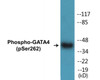 GATA4 Phospho-Ser262 Colorimetric Cell-Based ELISA Kit